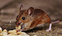 24 Hour & Emergency Exterminators in Gatesville, TX
